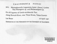 Diplodina leguminis-cytisi image